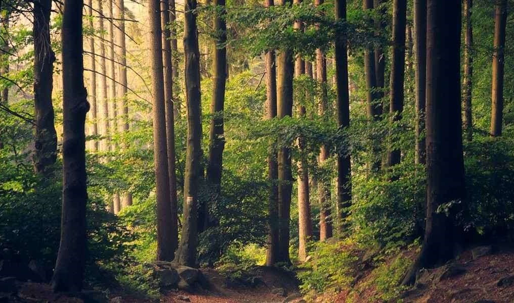 Sustainability Ashapura Green Power